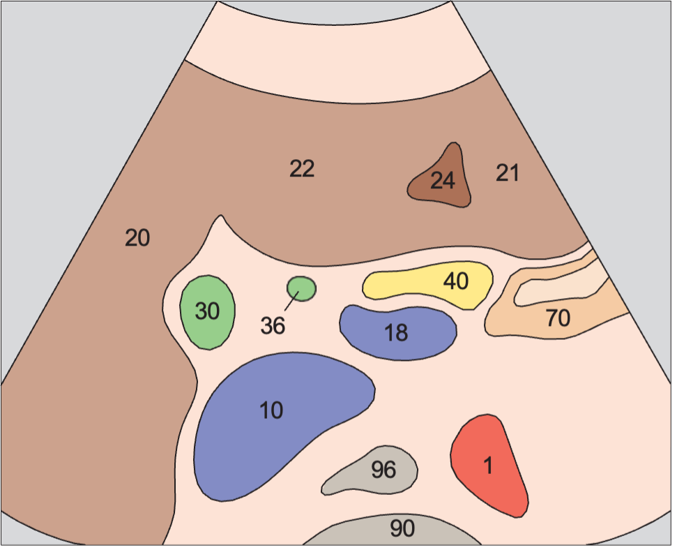 Gallbladder anatomy diagram, Bile duct, gallbladder, vena cava