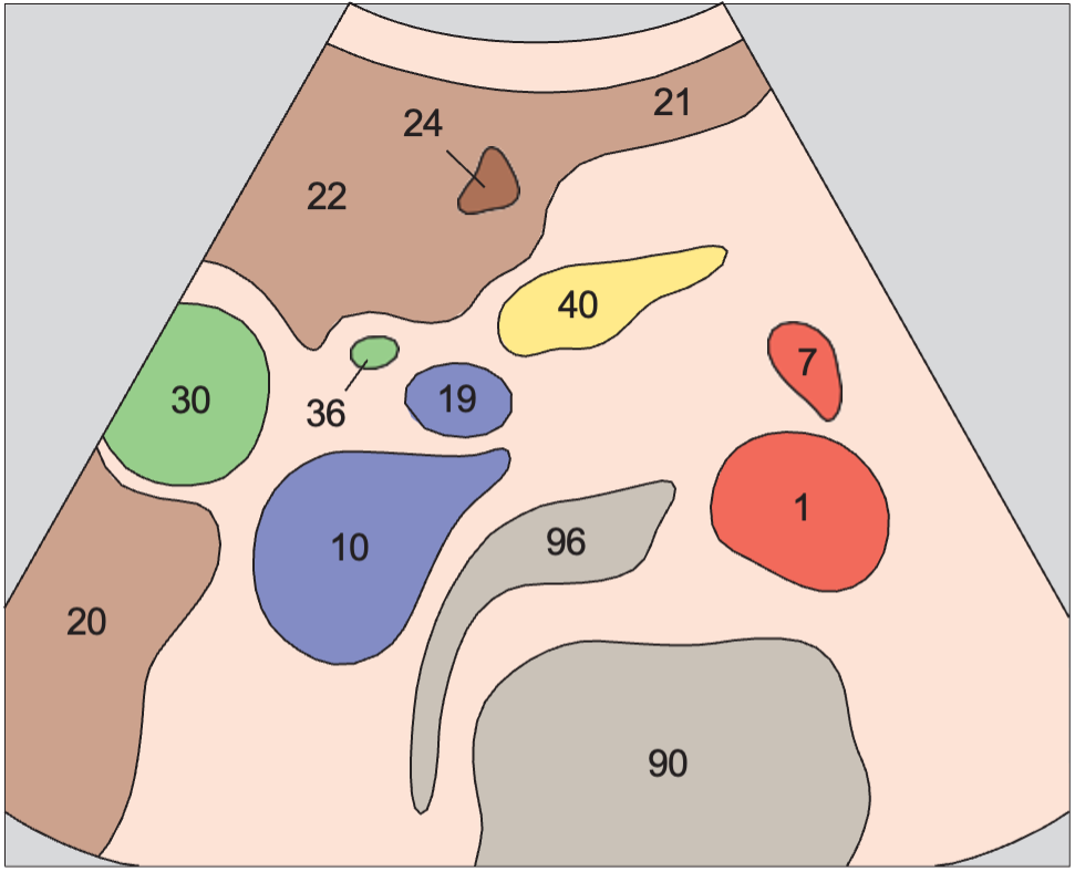 Gallbladder anatomy diagram, Bile duct, gallbladder, superior mesenteric vein