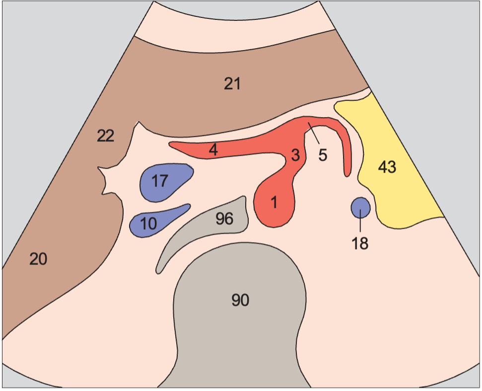 Quadrate lobe anatomy diagram, Splenic artery