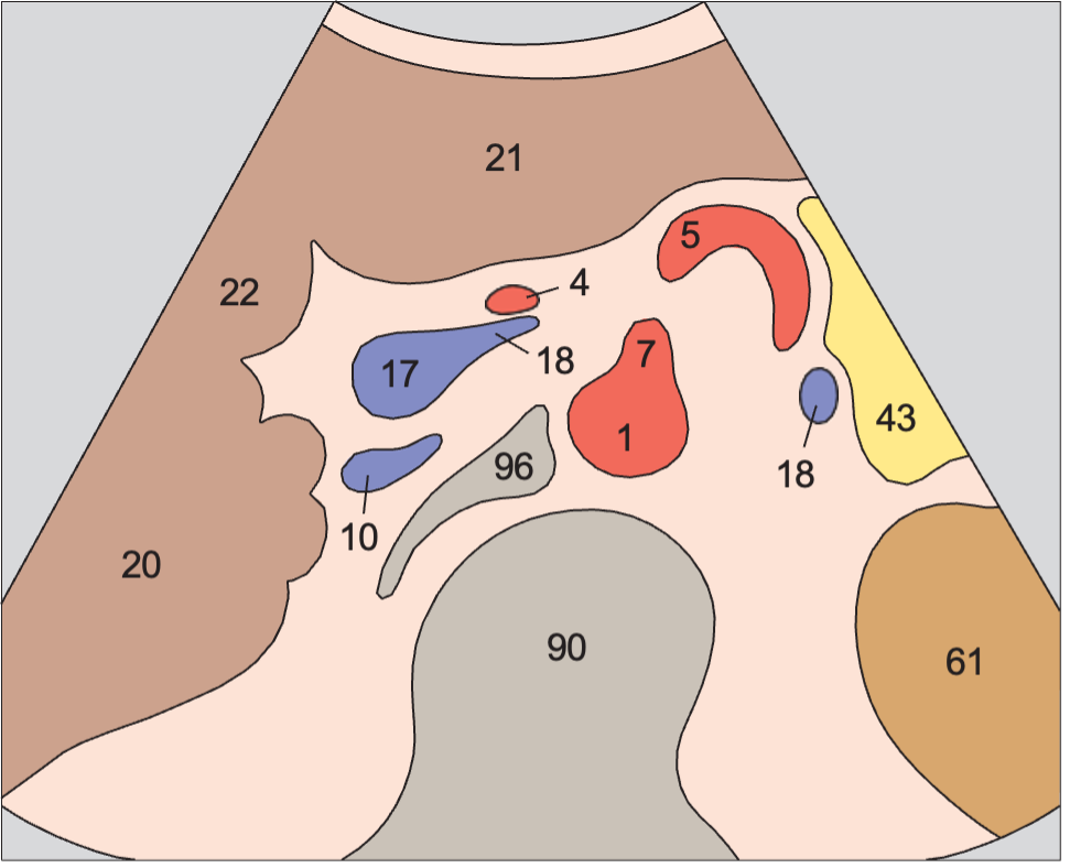 Quadrate lobe anatomy diagram, Superior mesenteric artery