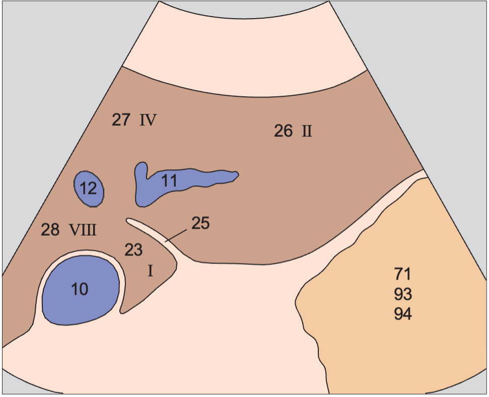 Lateral segment anatomy diagram, Left lobe of liver, lateral segment, caudate lobe