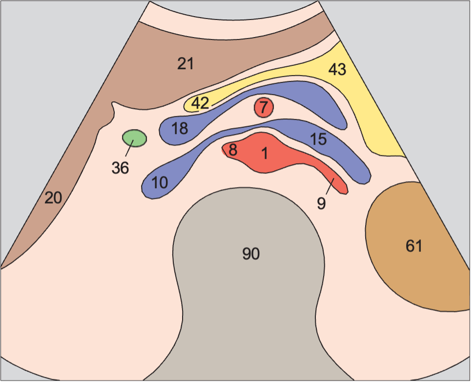 Left renal artery anatomy diagram, Superior mesenteric artery and splenic vein