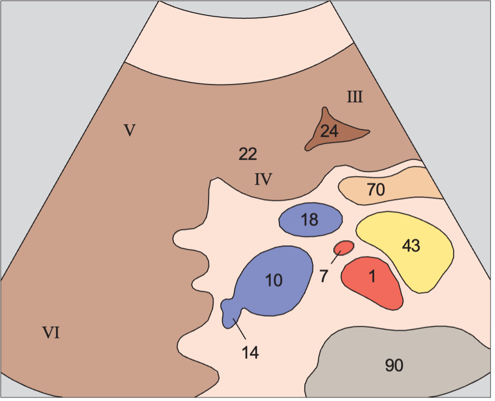 Duodenum anatomy diagram, Medial and anterior hepatic segments, quadrate lobe, ligamentum teres, portal vein