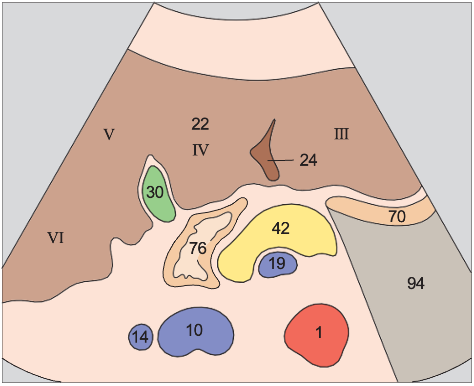 Duodenum anatomy diagram, Medial and anterior hepatic segments, quadrate lobe, ligamentum teres, gallbladder