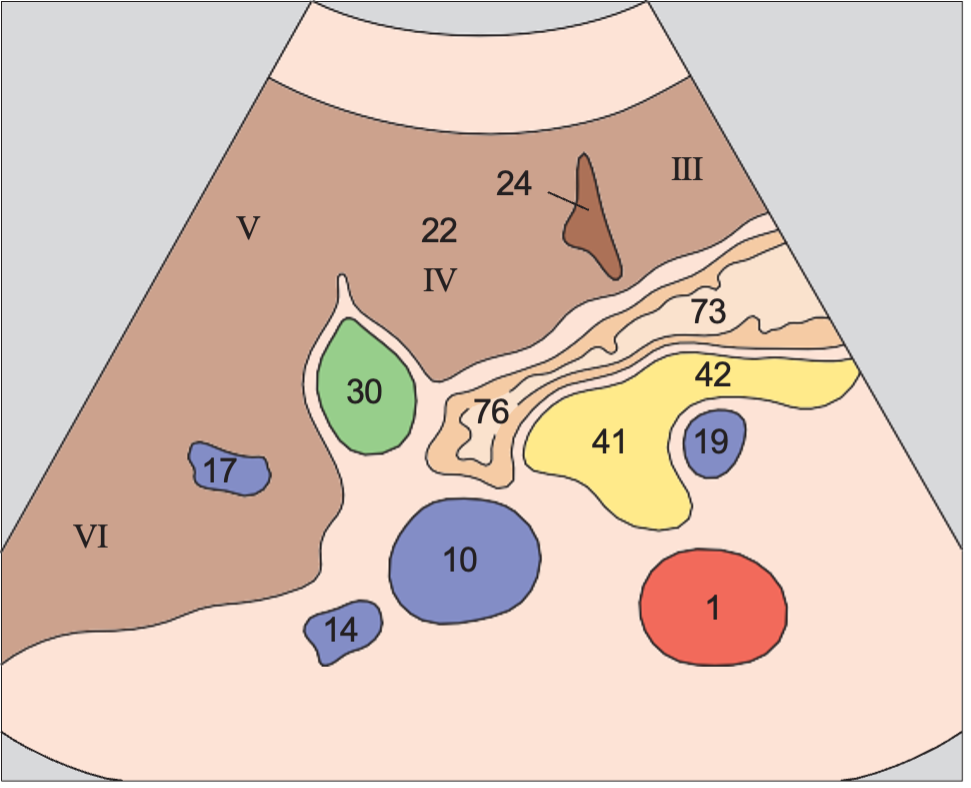 Gallbladder anatomy diagram, Medial and anterior hepatic segments, quadrate lobe, ligamentum teres, gallbladder