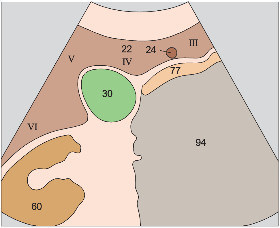 Posterior segment anatomy diagram, Inferior border of liver, kidney, gallbladder, ligamentum teres