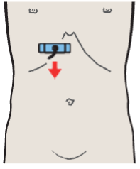 Probe position, Gallbladder fundus, inferior border
